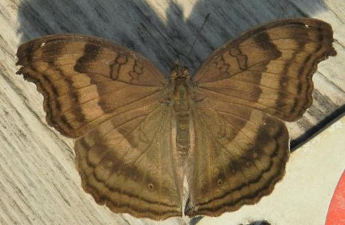 Junonia iphita